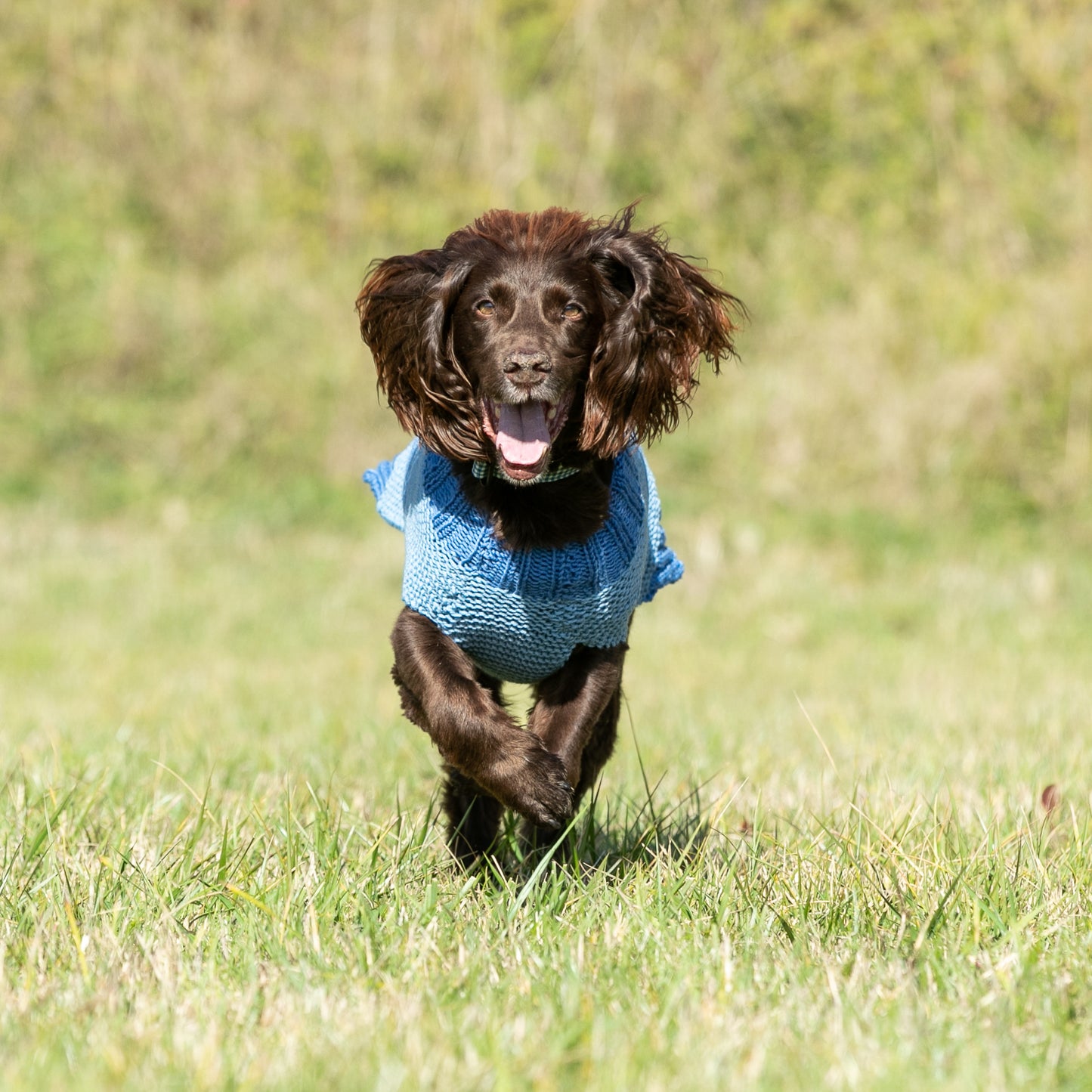 HETTY AND HUXLEY BLUE STRIPED HAND KNITTED JUMPER MODELLED BY A SPRINGER SPANIEL