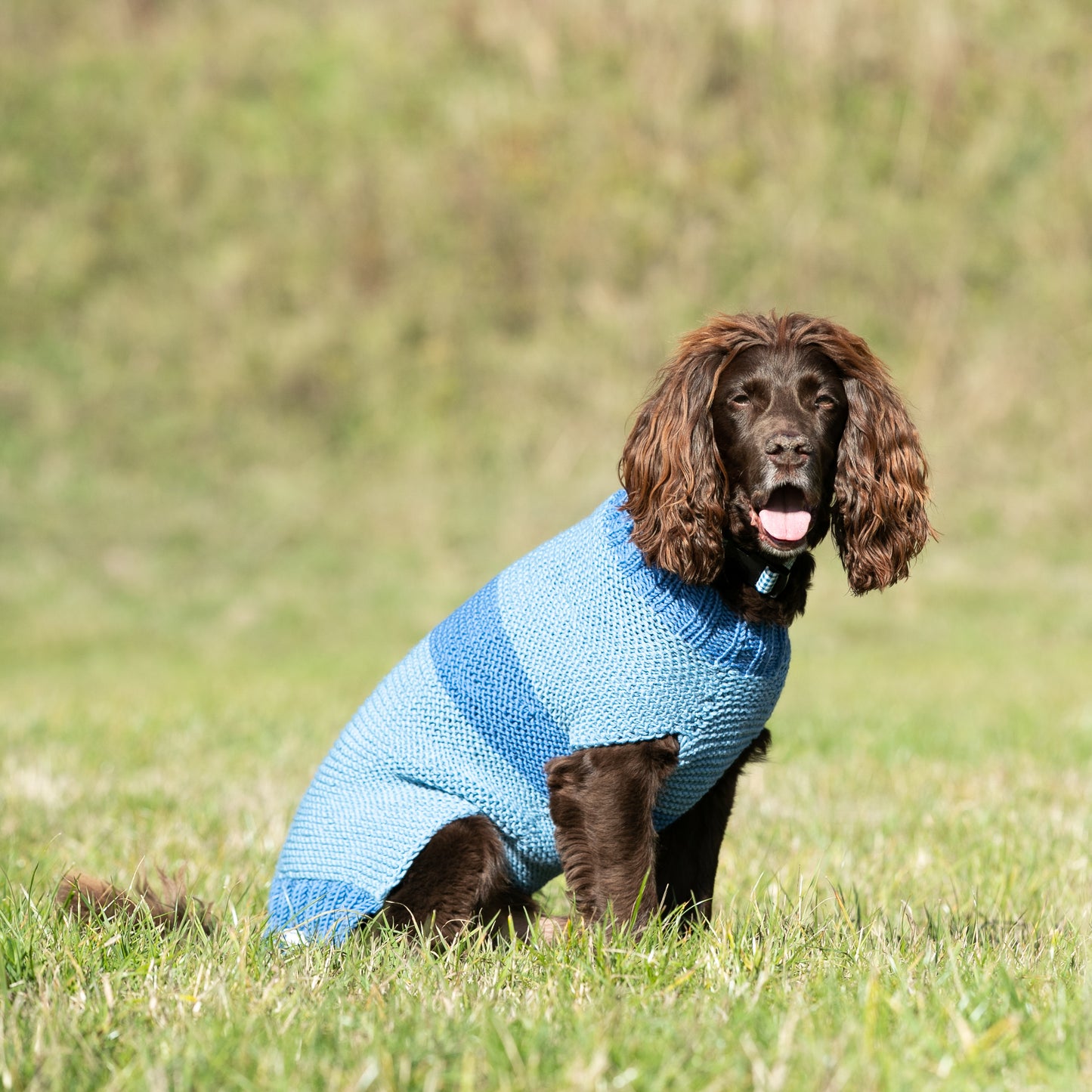 HETTY AND HUXLEY BLUE STRIPED HAND KNITTED JUMPER MODELLED BY A SPRINGER SPANIEL