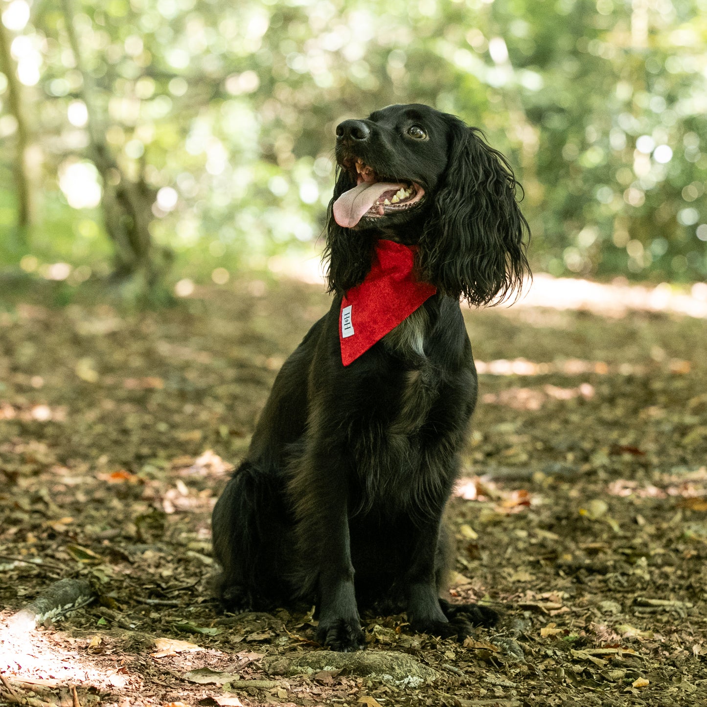 HETTY AND HUXLEY CHERRY RED BANDANA ON COCKER SPANIEL