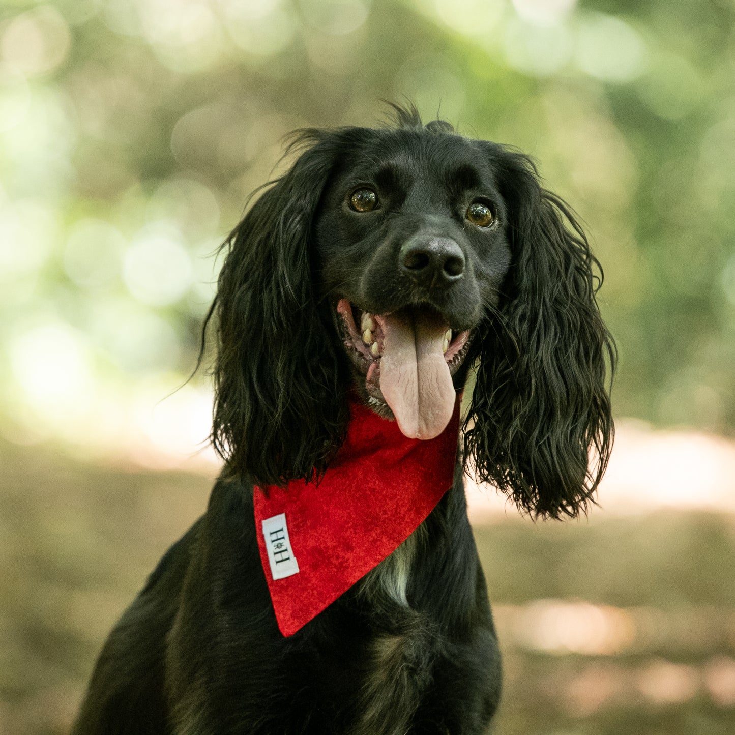 HETTY AND HUXLEY CHERRY RED BANDANA ON COCKER SPANIEL