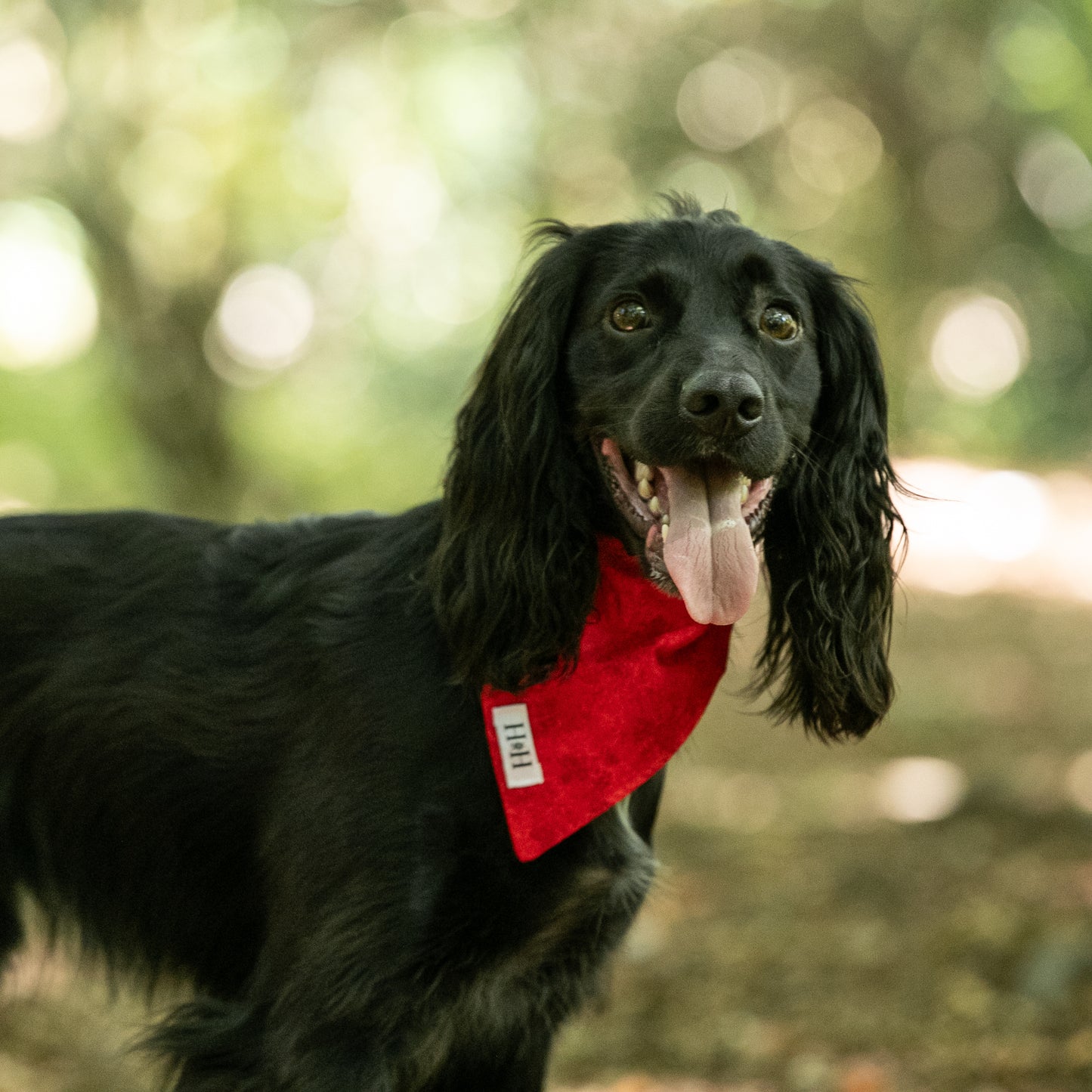 HETTY AND HUXLEY CHERRY RED BANDANA ON COCKER SPANIEL