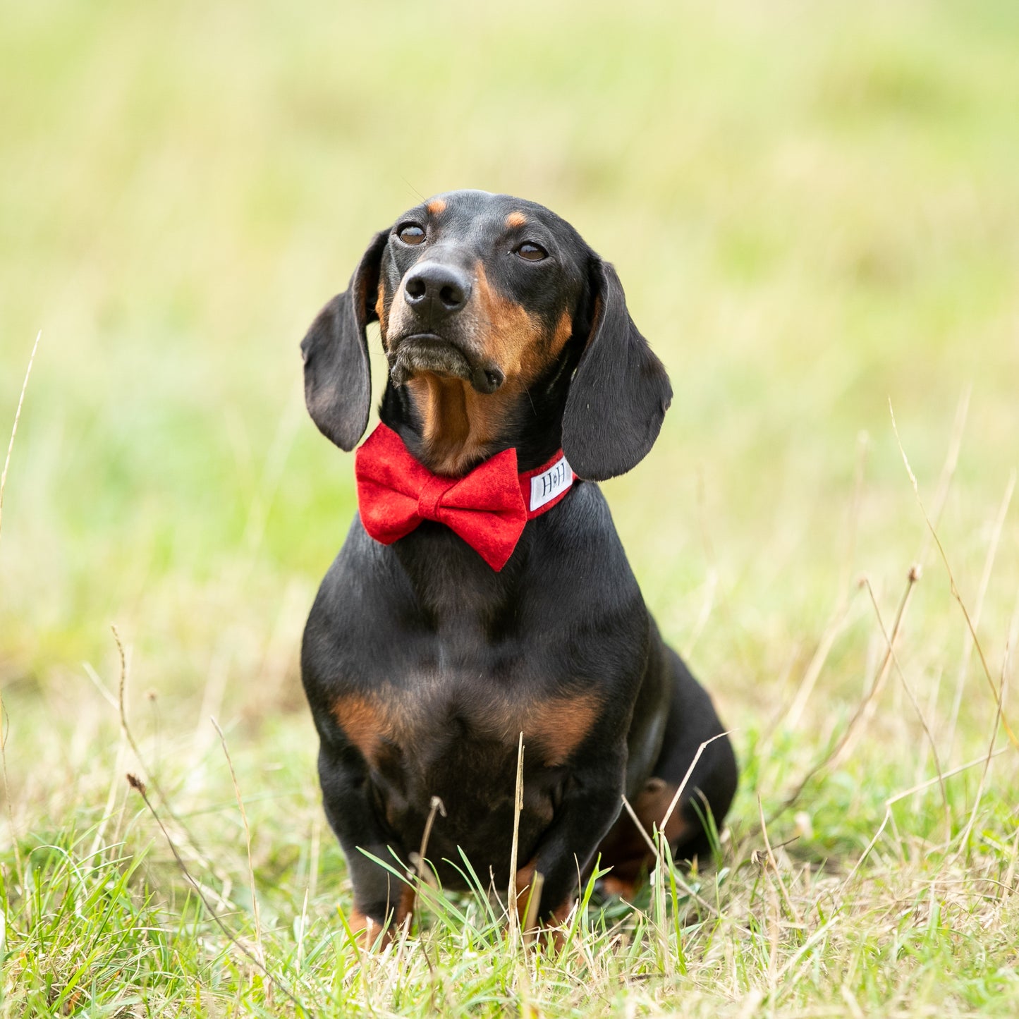 Cherry Red Bow / Bow Tie