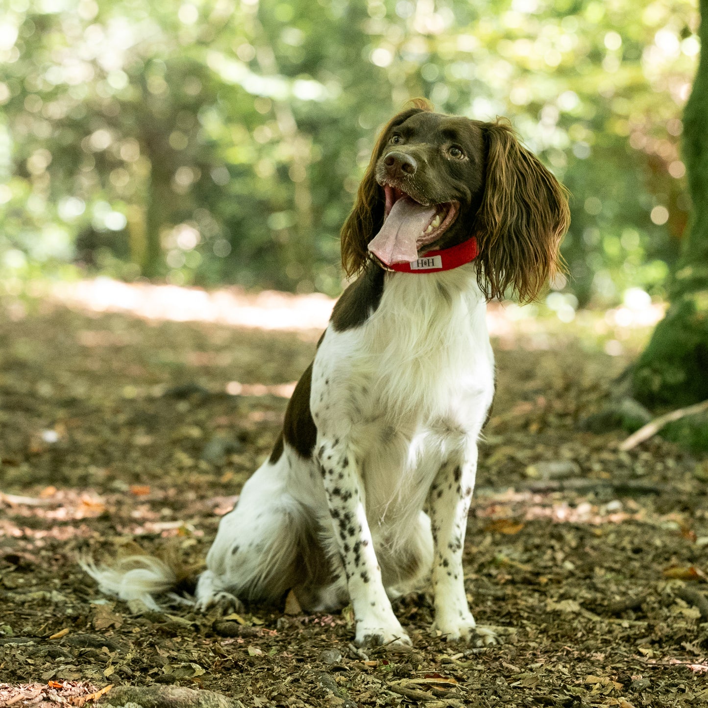 HETTY AND HUXLEY CHERRY RED PET COLLAR ON SPRINGER SPANIEL