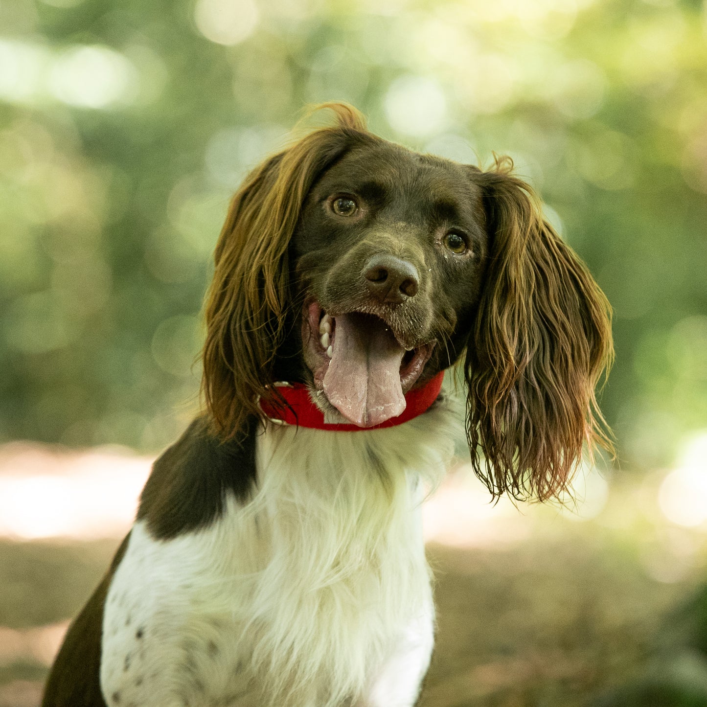 HETTY AND HUXLEY CHERRY RED PET COLLAR ON SPRINGER SPANIEL