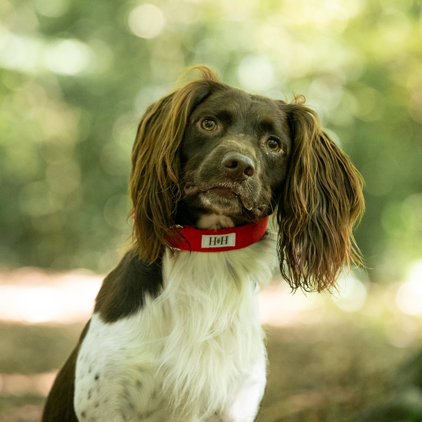 HETTY AND HUXLEY CHERRY RED PET COLLAR ON SPRINGER SPANIEL