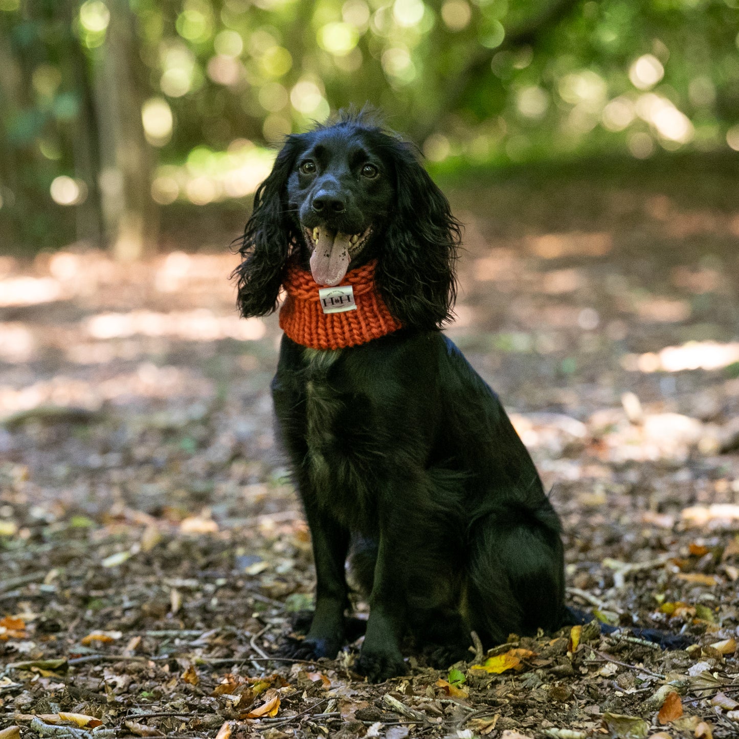 HETTY AND HUXLEY CINNAMON SNOOD ON COCKER SPANIEL