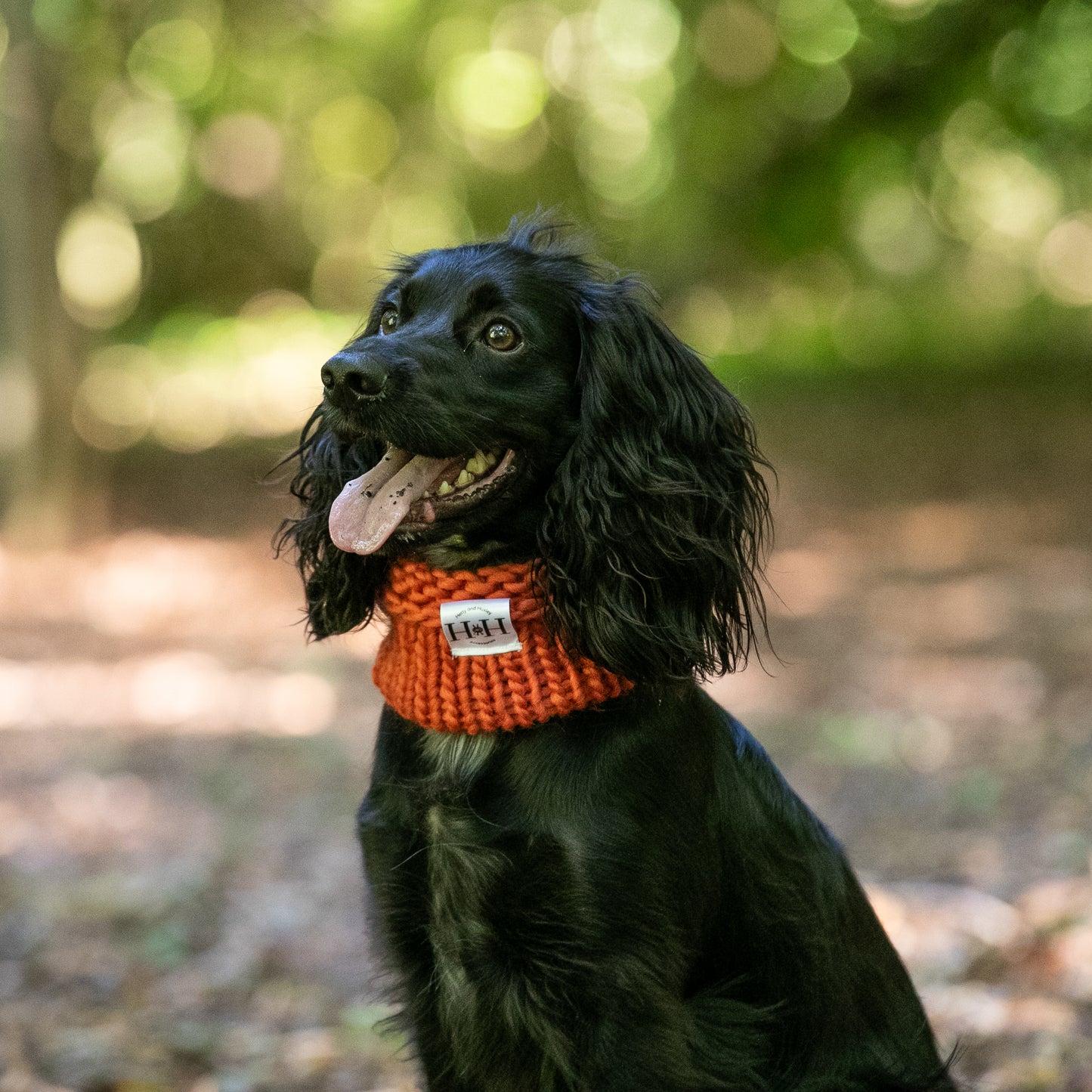 HETTY AND HUXLEY CINNAMON SNOOD ON COCKER SPANIEL