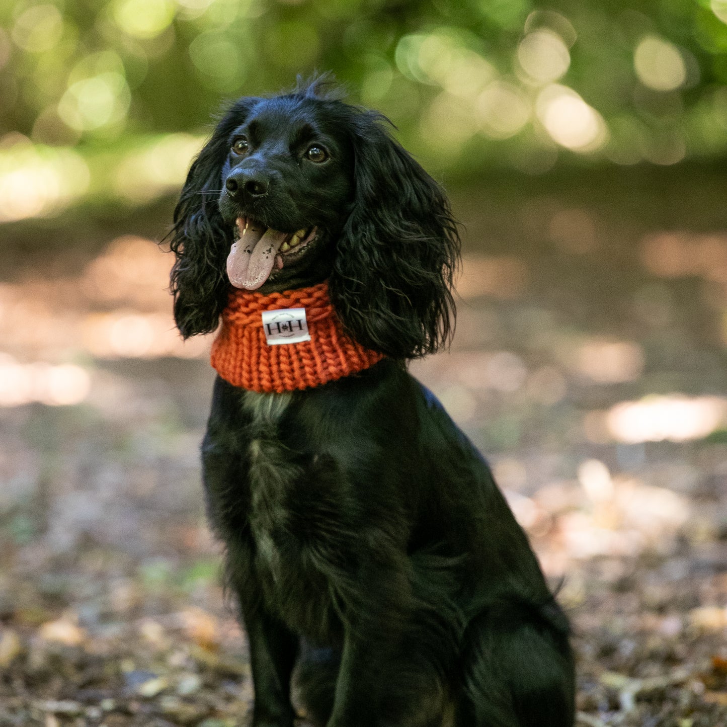 HETTY AND HUXLEY CINNAMON SNOOD ON COCKER SPANIEL