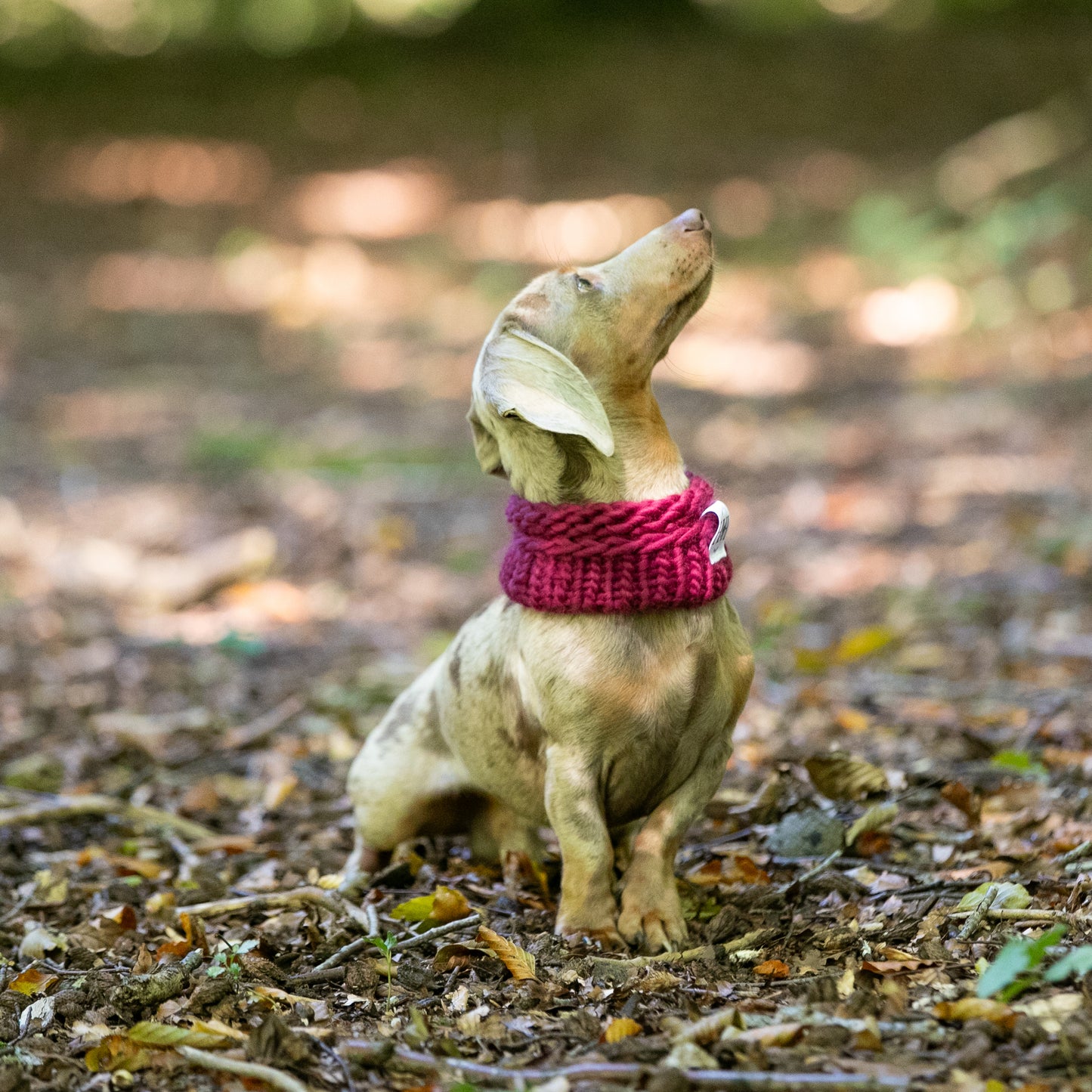 HETTY AND HUXLEY ELDERBERRY SNOOD ON MINIATURE DACHSHUND