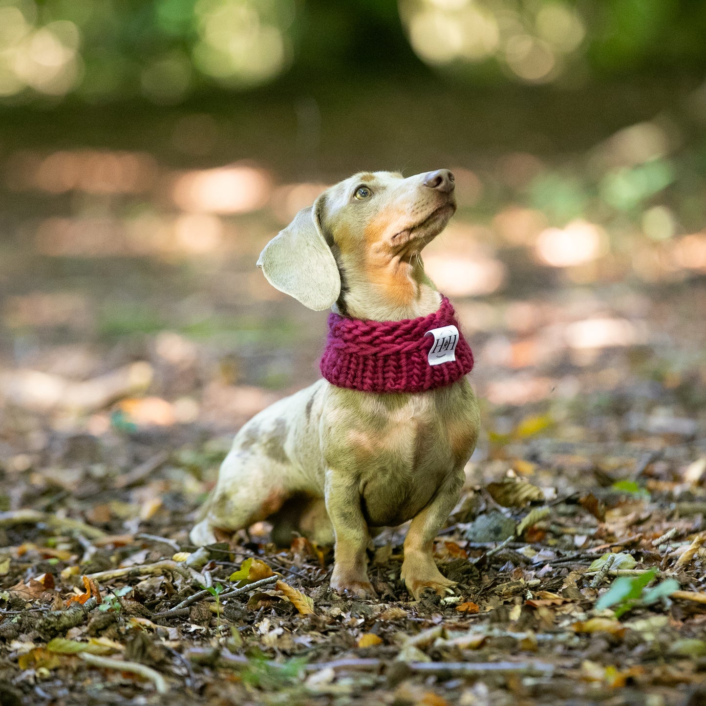 HETTY AND HUXLEY ELDERBERRY SNOOD ON MINIATURE DACHSHUND