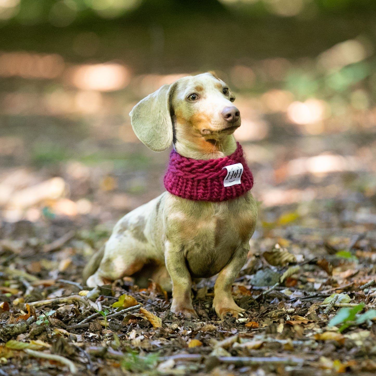 HETTY AND HUXLEY ELDERBERRY SNOOD ON MINIATURE DACHSHUND