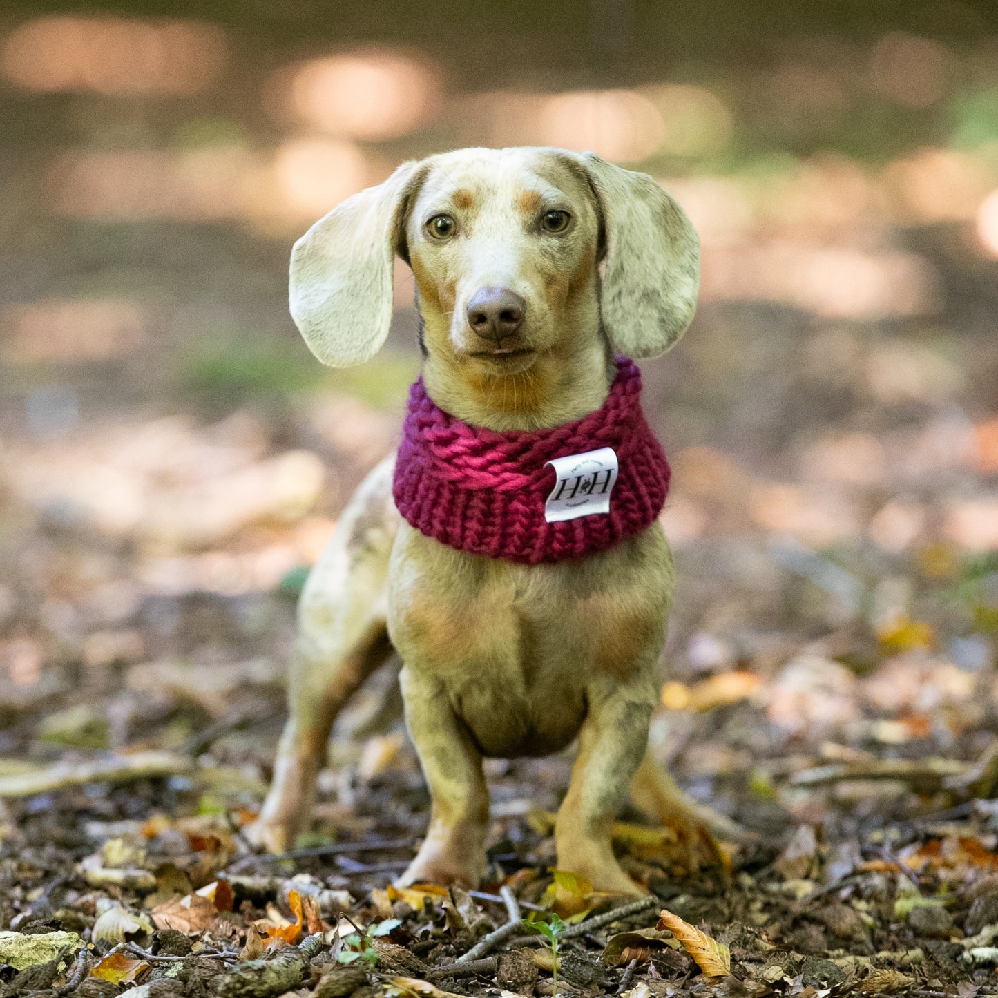 HETTY AND HUXLEY ELDERBERRY SNOOD ON MINIATURE DACHSHUND