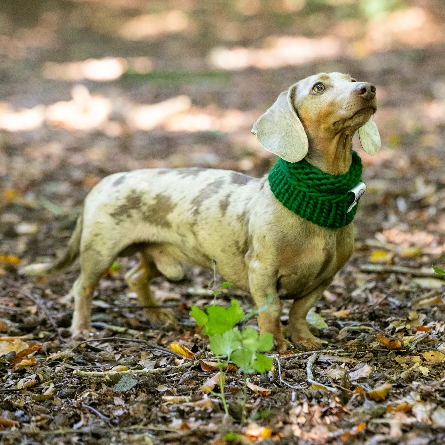 HETTY AND HUXLEY FOREST GREEN SNOOD ON MINIATURE DACHSHUND