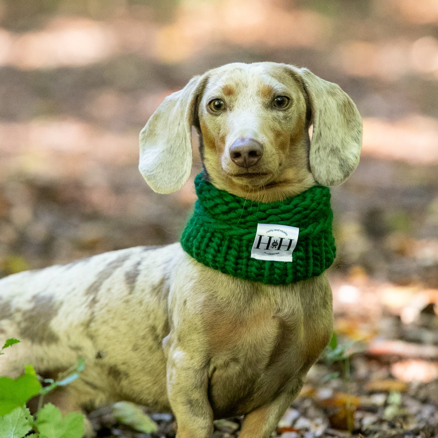 HETTY AND HUXLEY FOREST GREEN SNOOD ON MINIATURE DACHSHUND