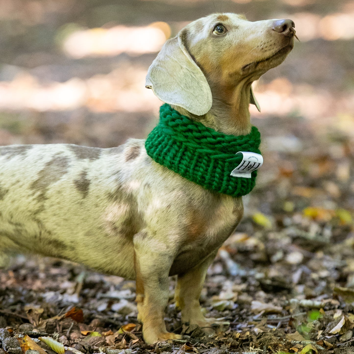 HETTY AND HUXLEY FOREST GREEN SNOOD ON MINIATURE DACHSHUND