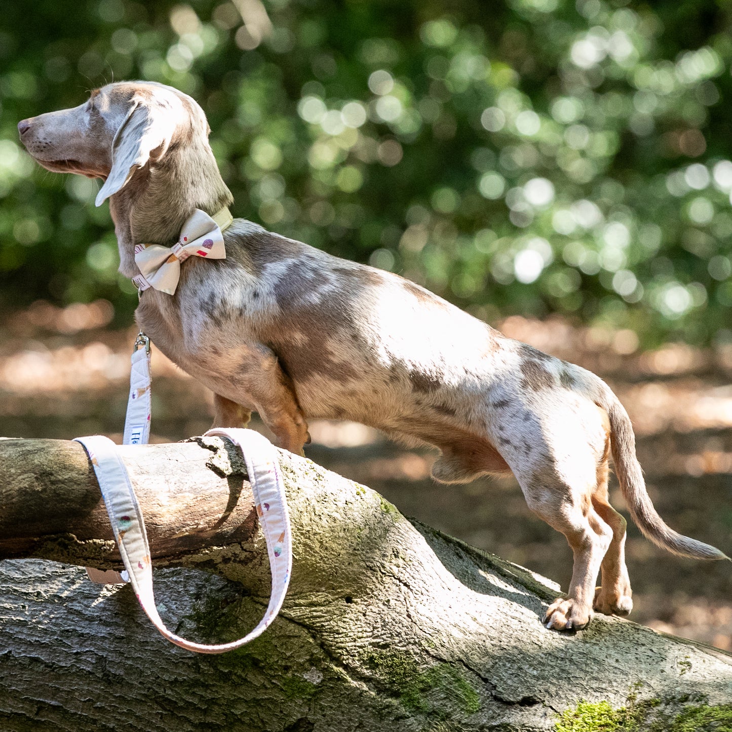 HETTY AND HUXLEY SWEET TREATS LEAD ON MINIATURE DACHSHUND