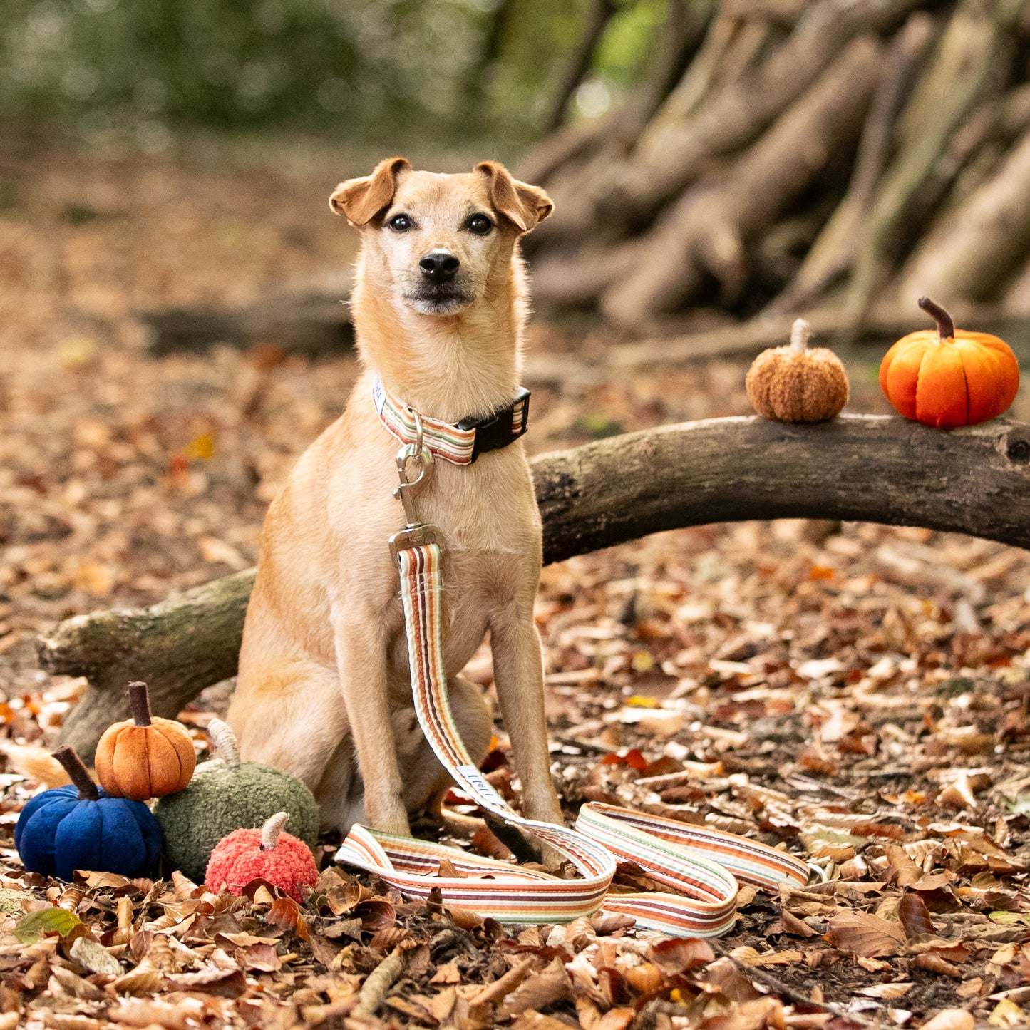 Cinnamon Stripe Dog Lead / Leash