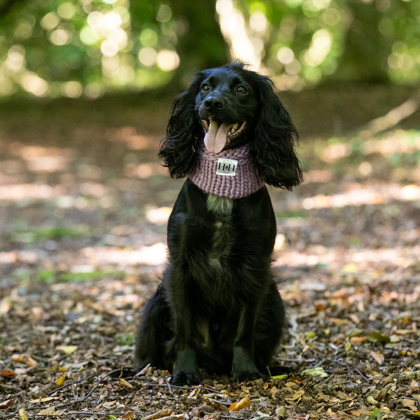 HETTY AND HUXLEY LAVENDER SNOOD ON COCKER SPANIEL
