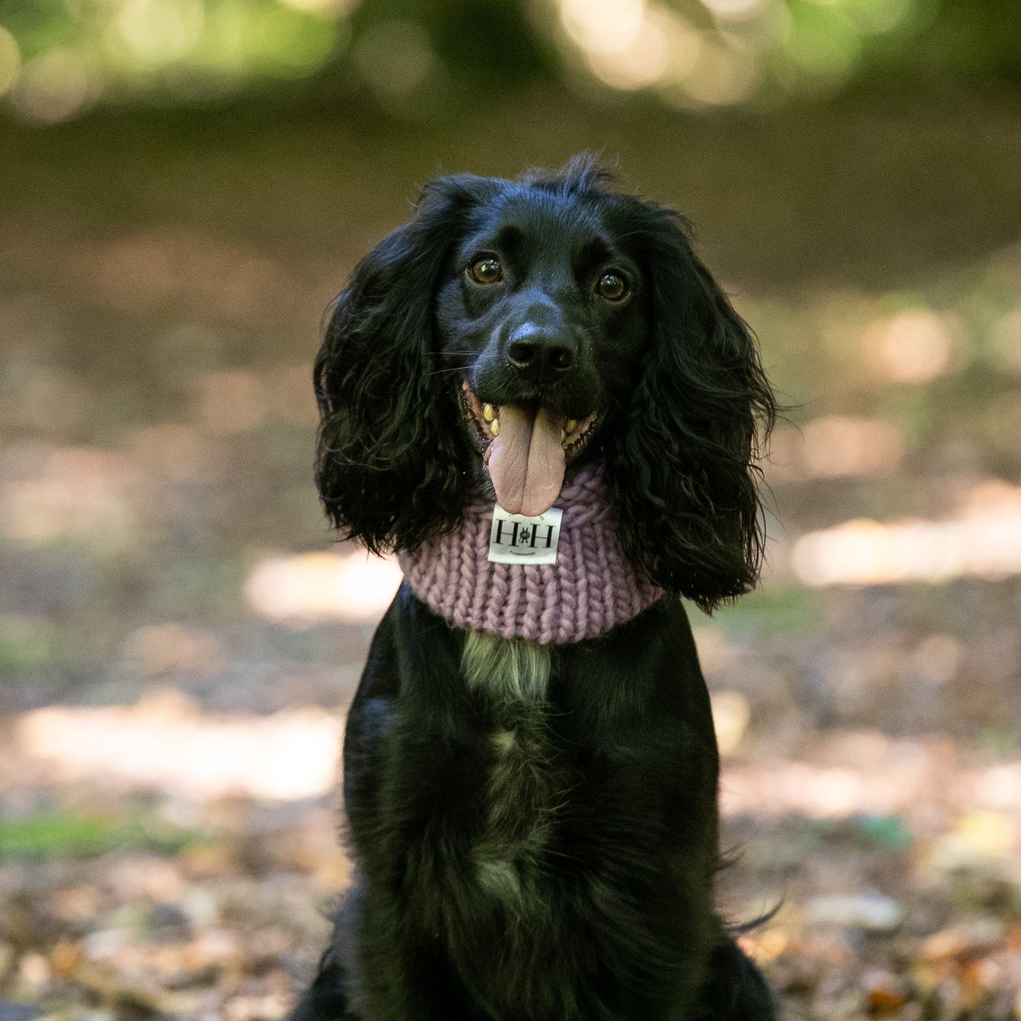 HETTY AND HUXLEY LAVENDER SNOOD ON COCKER SPANIEL