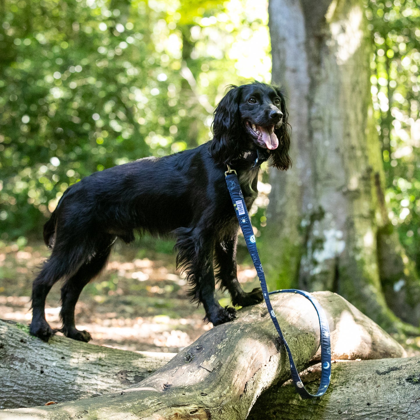 HETTY AND HUXLEY MOONS AND STARS LEAD ON COCKER SPANIEL