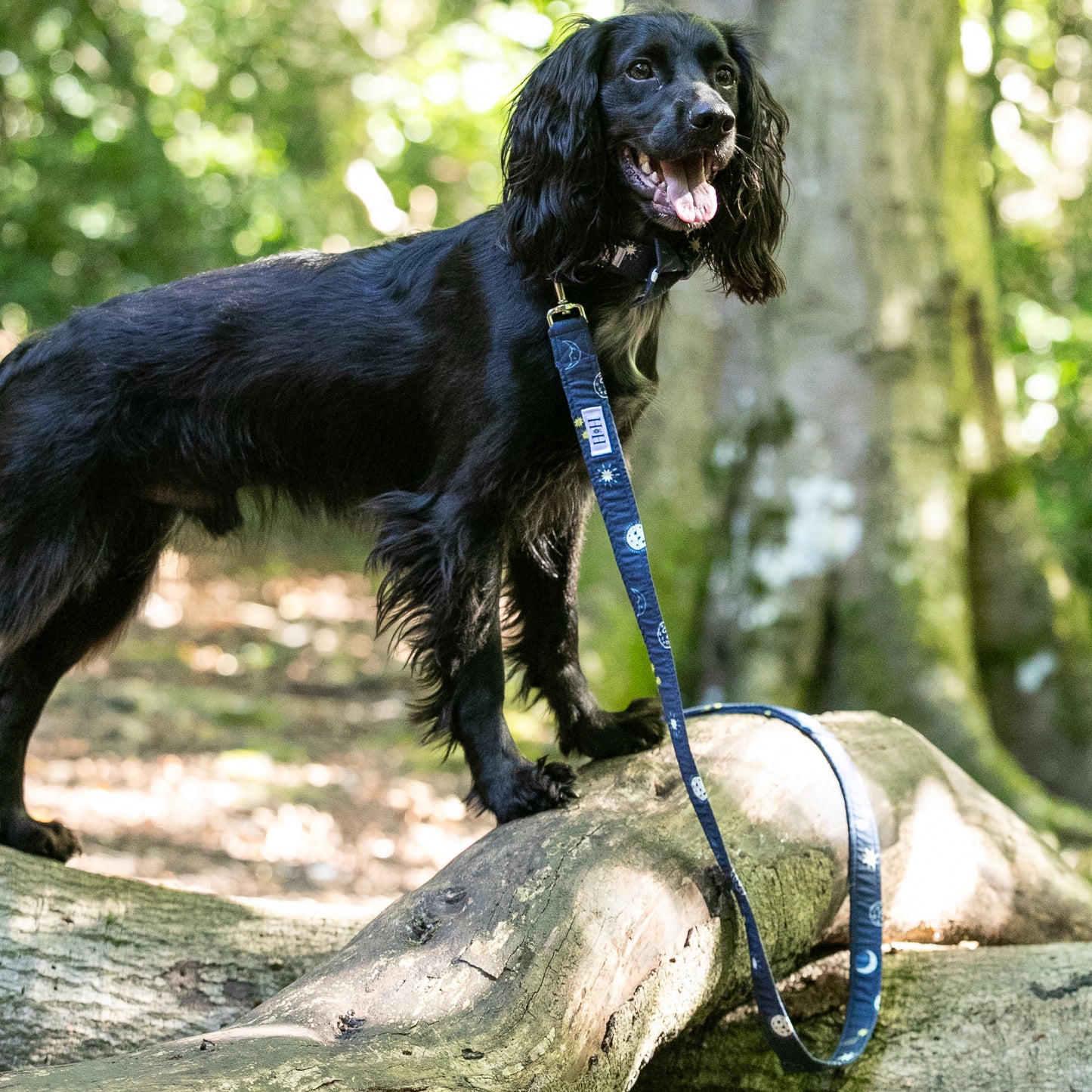 HETTY AND HUXLEY MOONS AND STARS LEAD ON COCKER SPANIEL