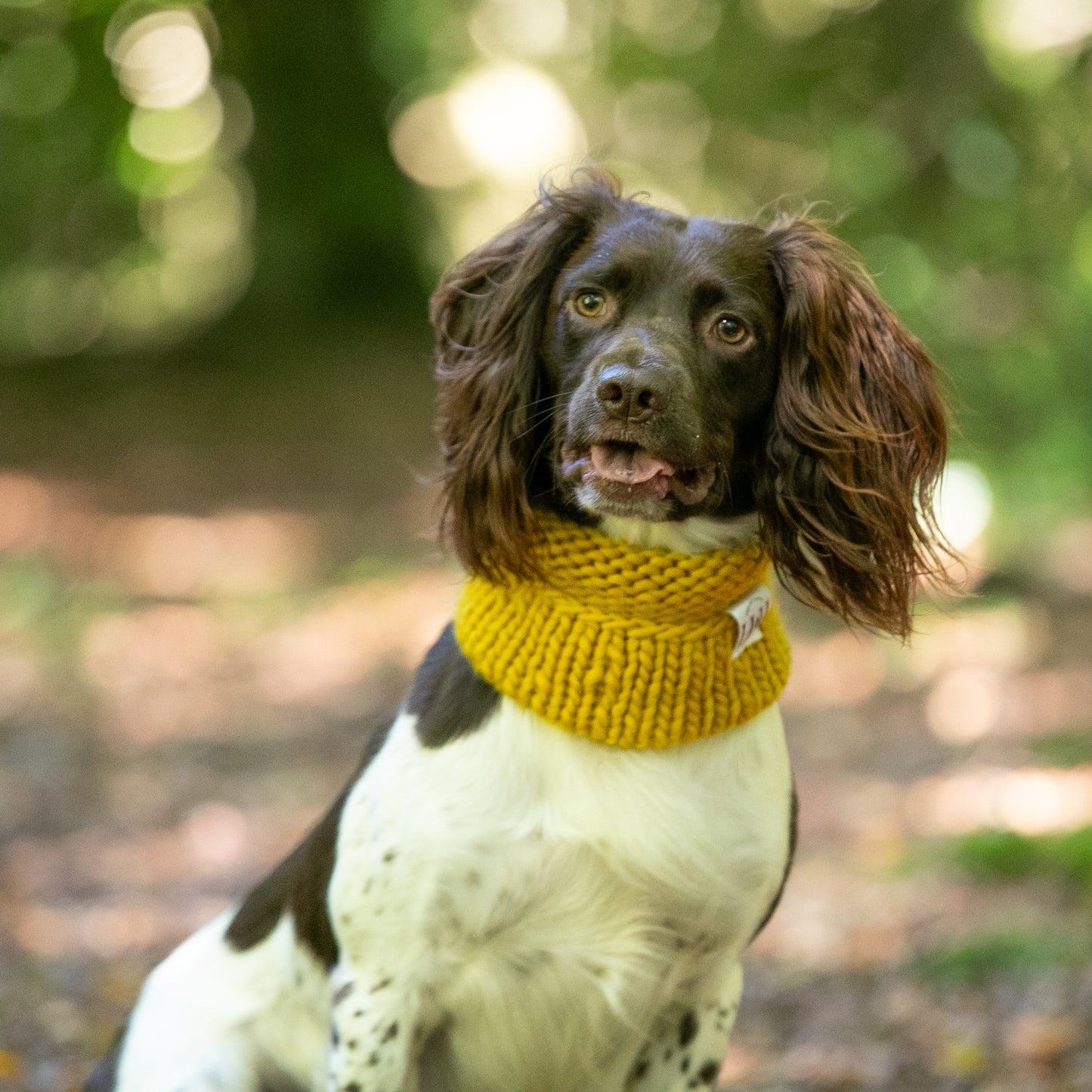 HETTY AND HUXLEY HAND KNITTED MUSTARD SNOOD ON SPRINGER SPANIEL