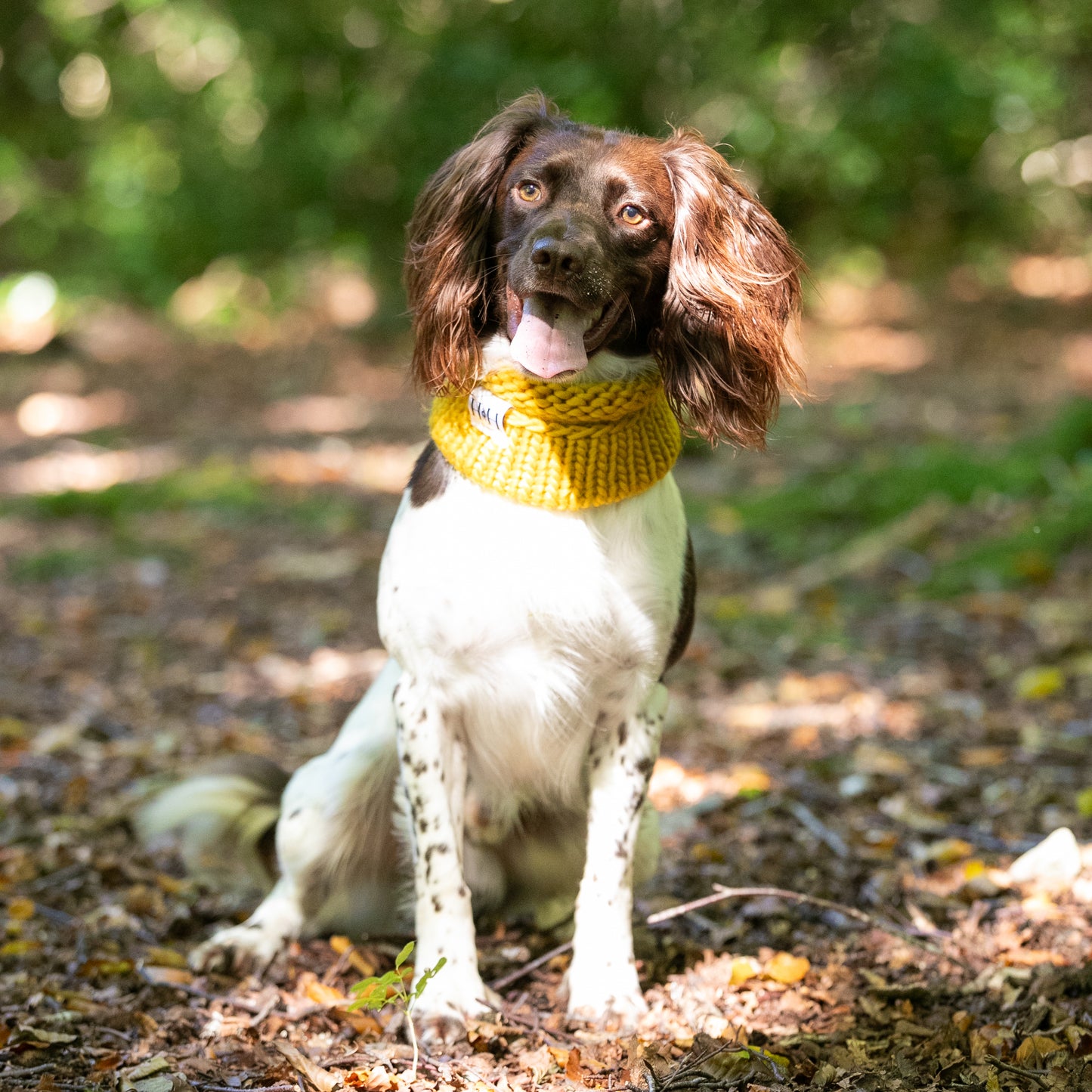 HETTY AND HUXLEY HAND KNITTED MUSTARD SNOOD ON SPRINGER SPANIEL