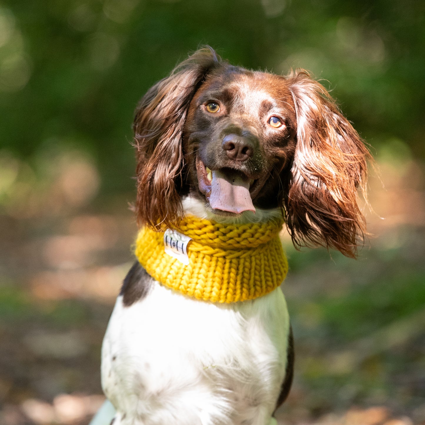 HETTY AND HUXLEY HAND KNITTED MUSTARD SNOOD ON SPRINGER SPANIEL