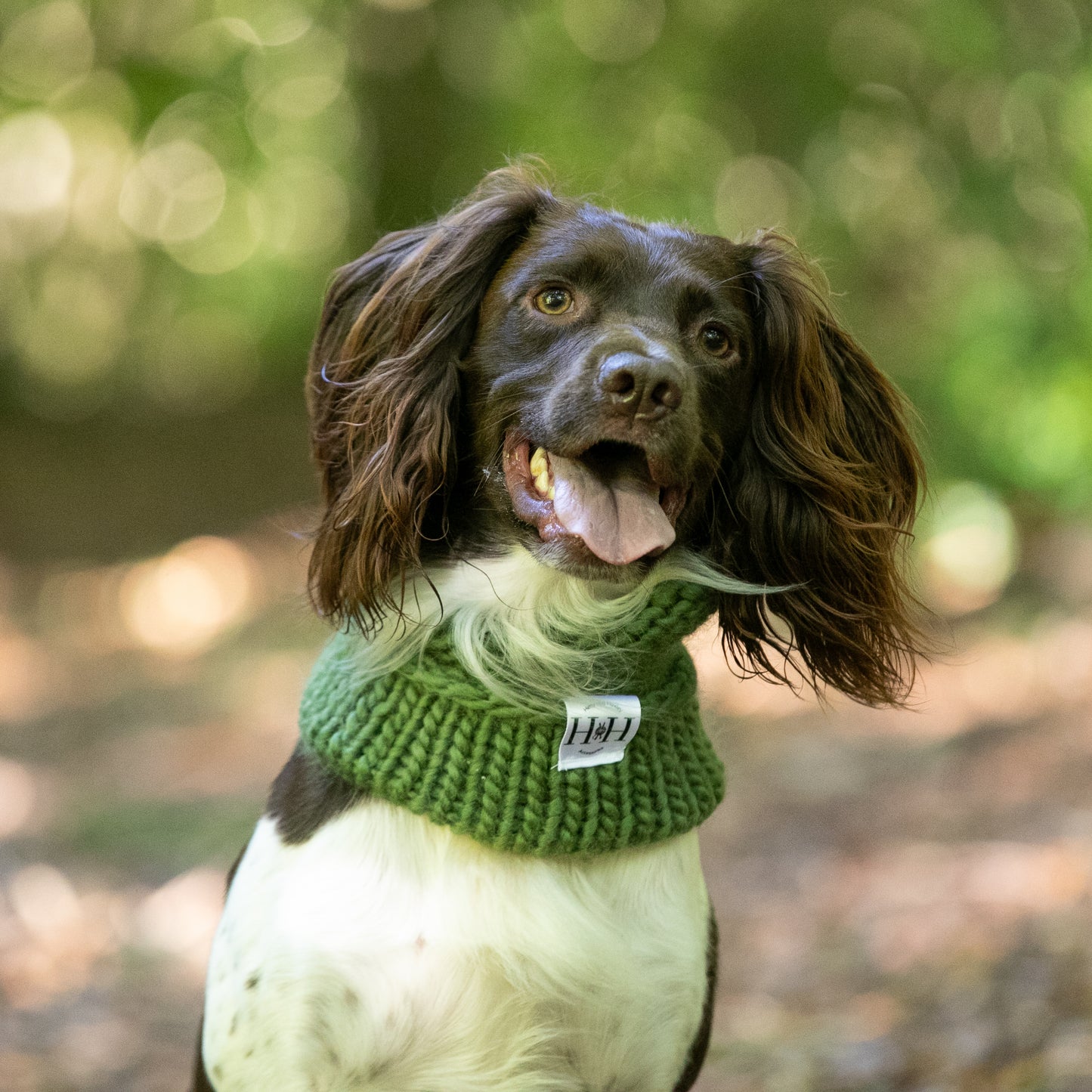 HETTY AND HUXLEY OLIVE SNOOD ON SPRINGER SPANIEL