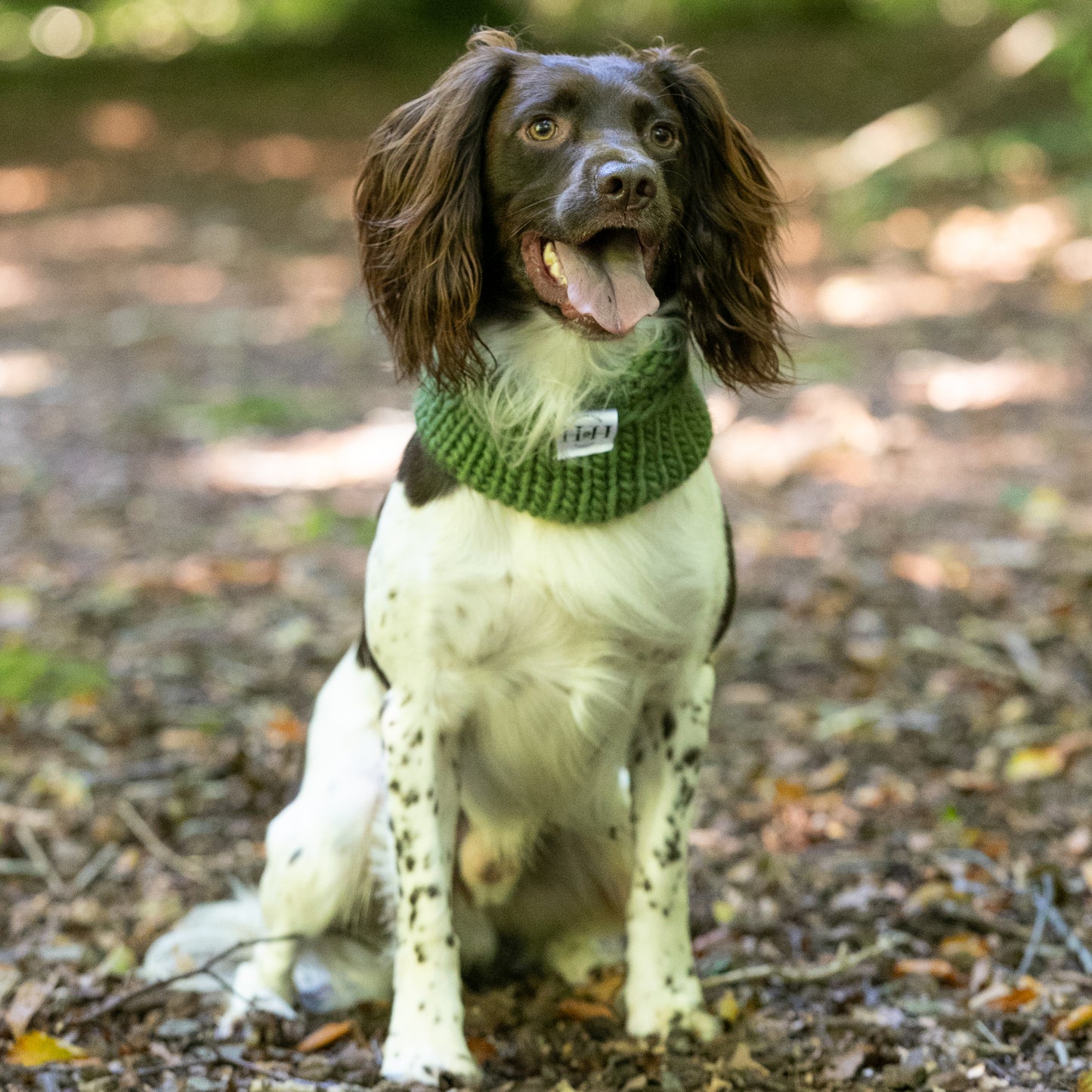 HETTY AND HUXLEY OLIVE SNOOD ON SPRINGER SPANIEL