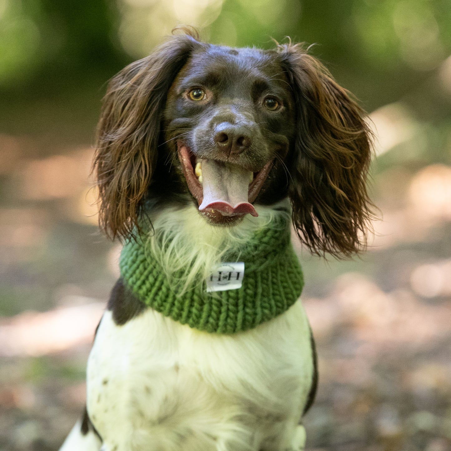 HETTY AND HUXLEY OLIVE SNOOD ON SPRINGER SPANIEL