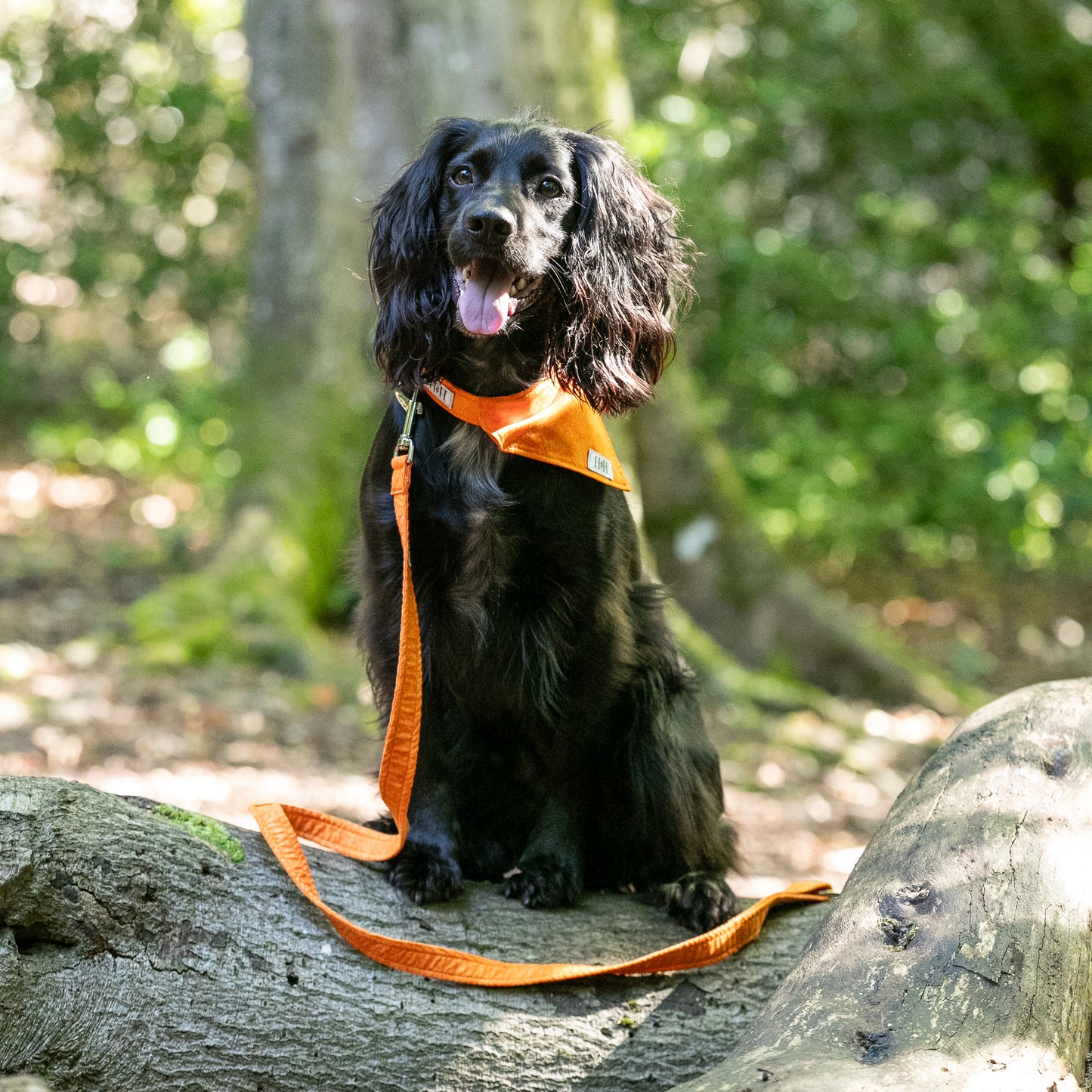 HETTY AND HUXLEY ORANGE FIRE LEAD ON COCKER SPANIEL