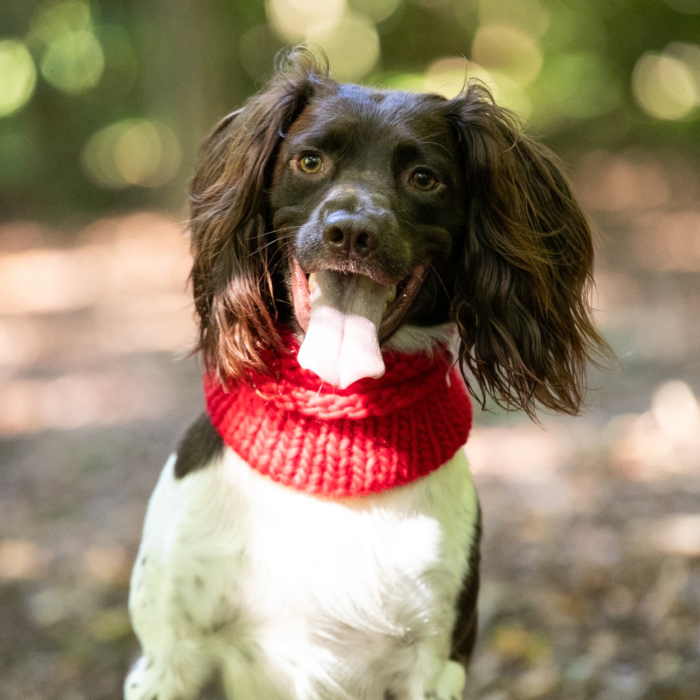 HETTY AND HUXLEY SCARLET SNOOD ON SPRINGER SPANIEL