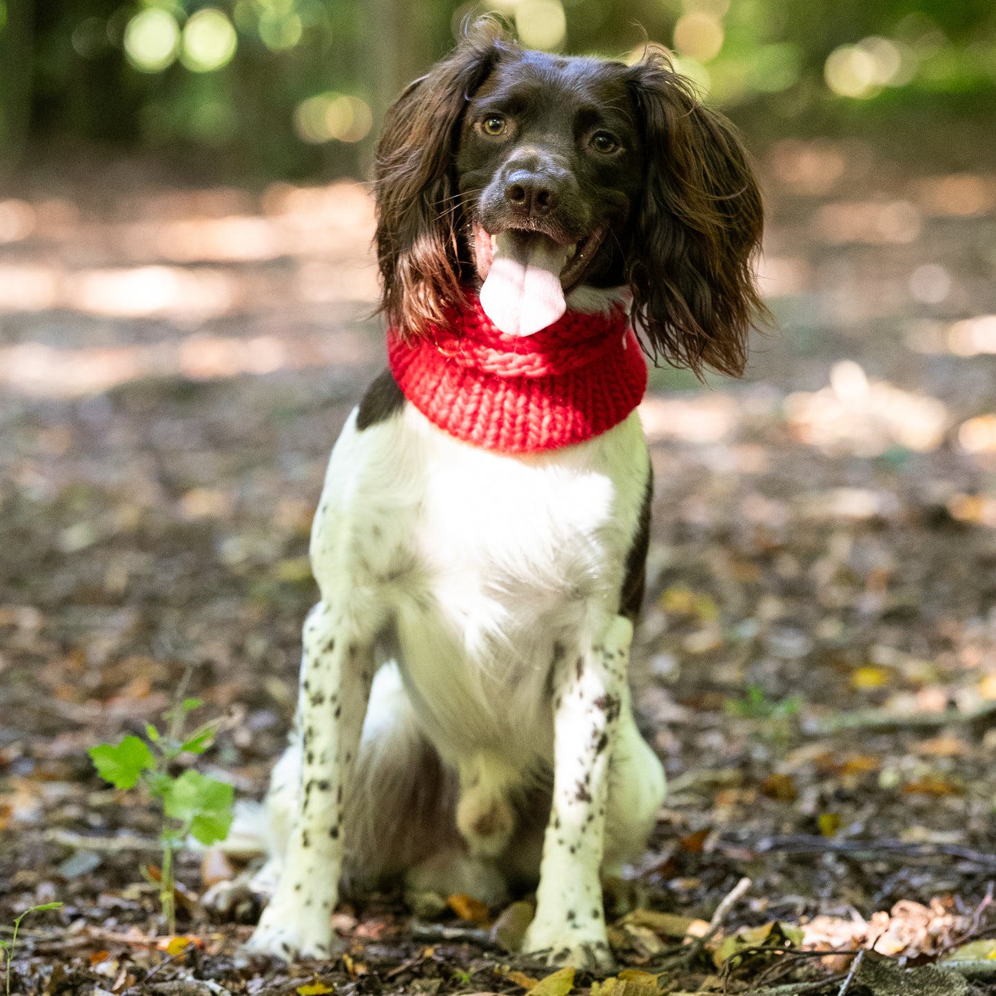 HETTY AND HUXLEY SCARLET SNOOD ON SPRINGER SPANIEL