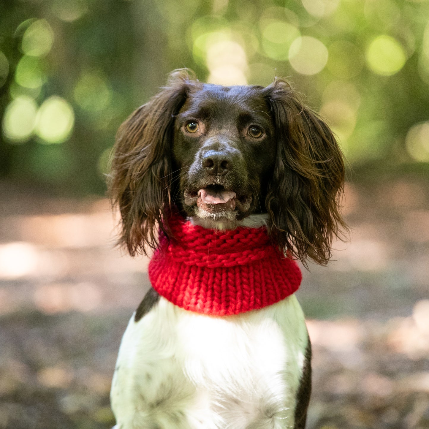 HETTY AND HUXLEY SCARLET SNOOD ON SPRINGER SPANIEL