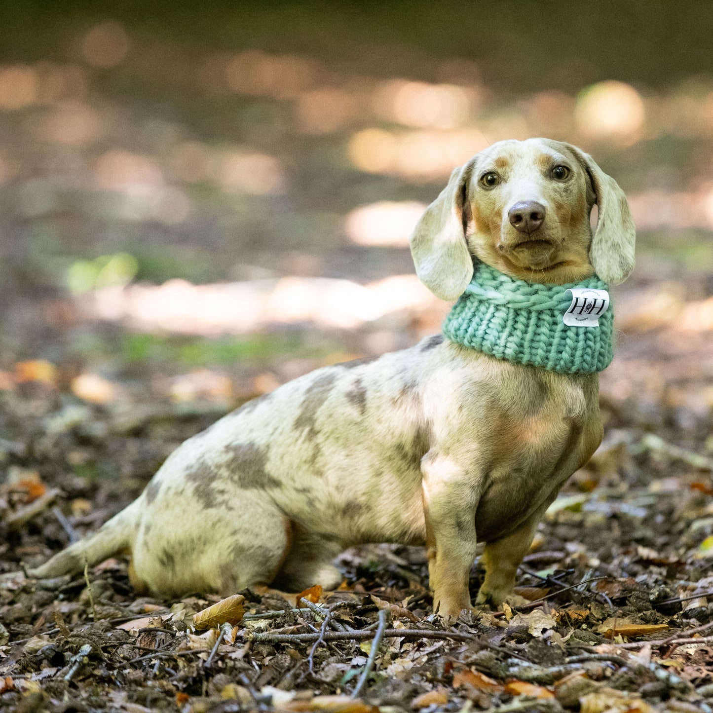 HETTY AND HUXLEY HAND KNITTED TEAL SNOOD ON MINIATURE DACHSHUND