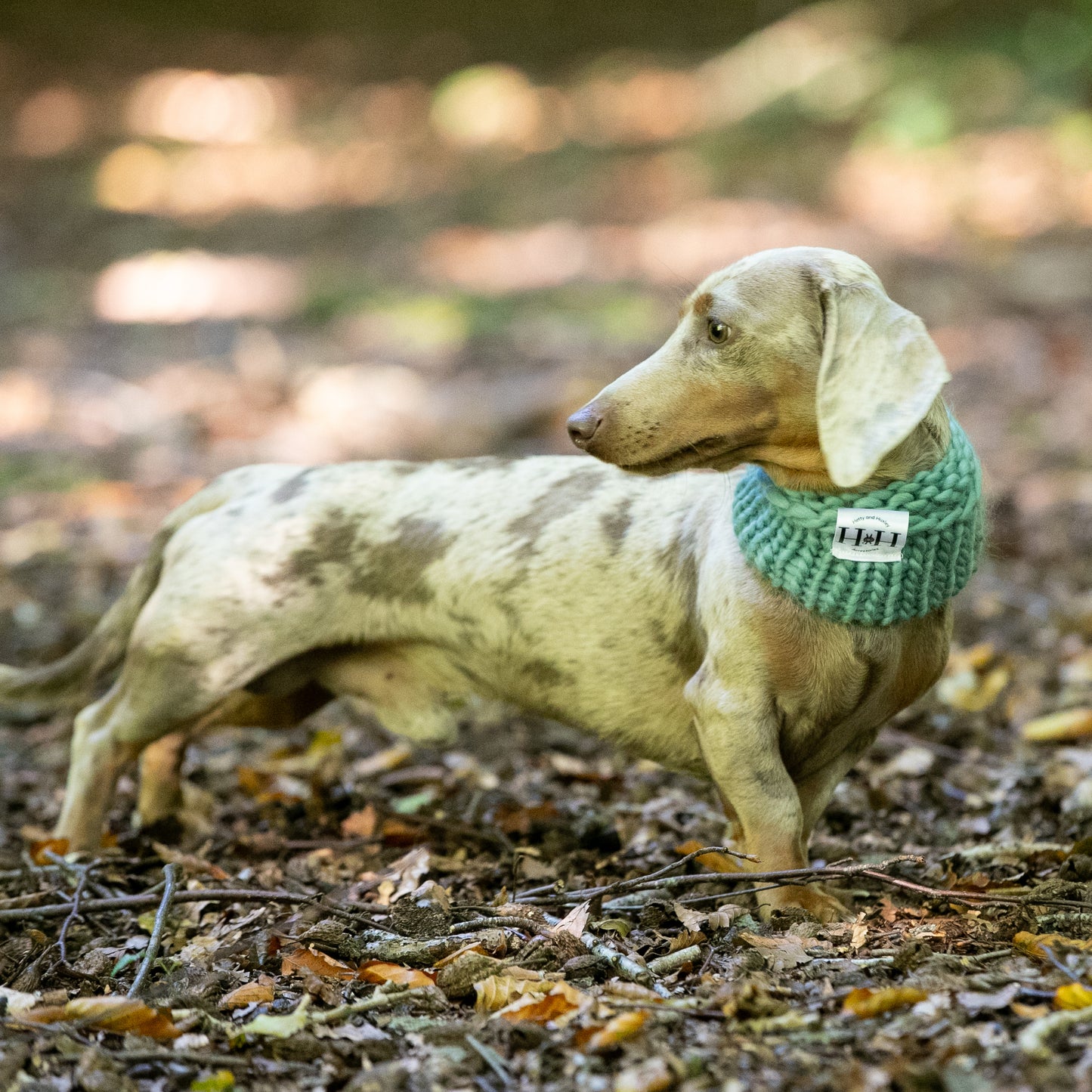 HETTY AND HUXLEY HAND KNITTED TEAL SNOOD ON MINIATURE DACHSHUND
