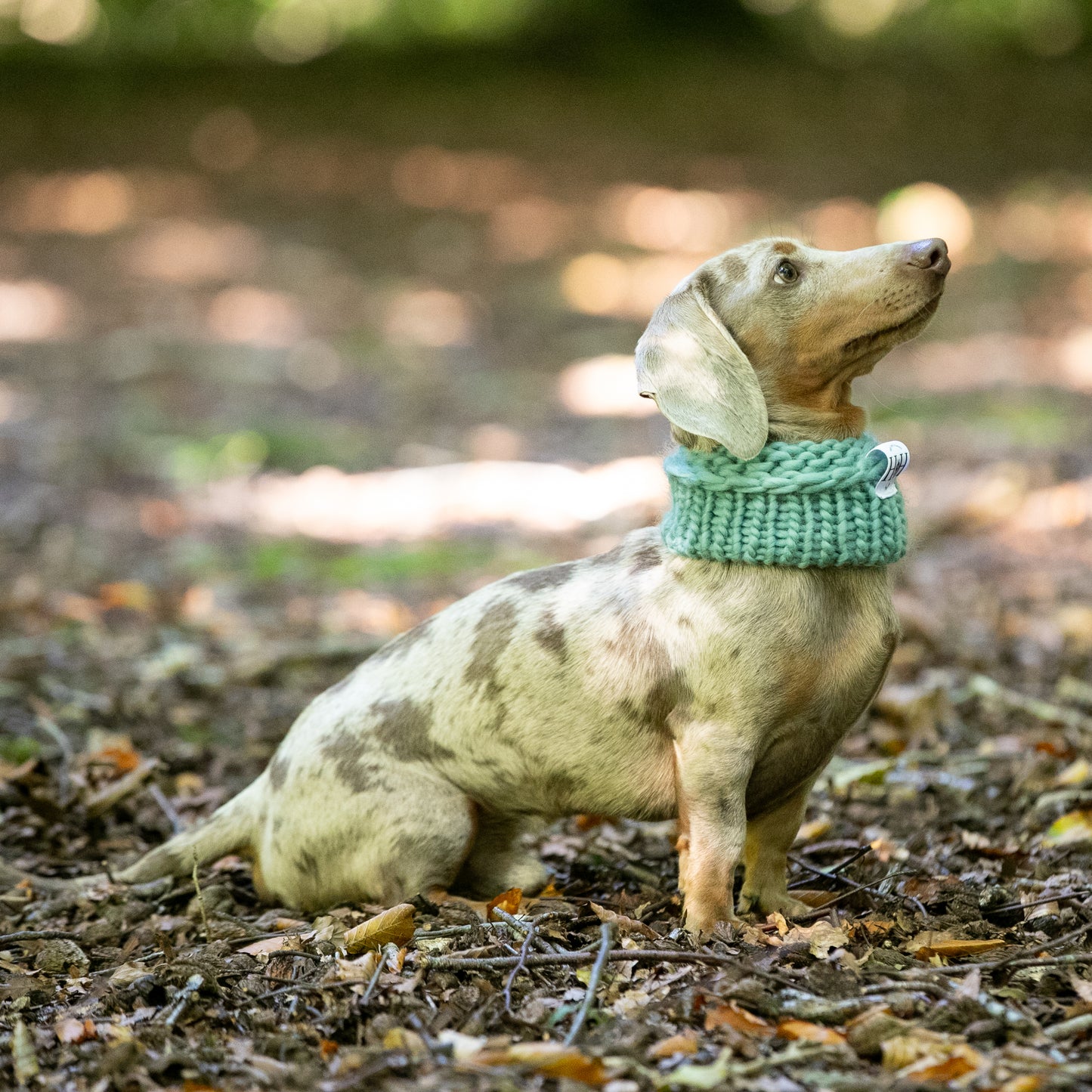 HETTY AND HUXLEY HAND KNITTED TEAL SNOOD ON MINIATURE DACHSHUND