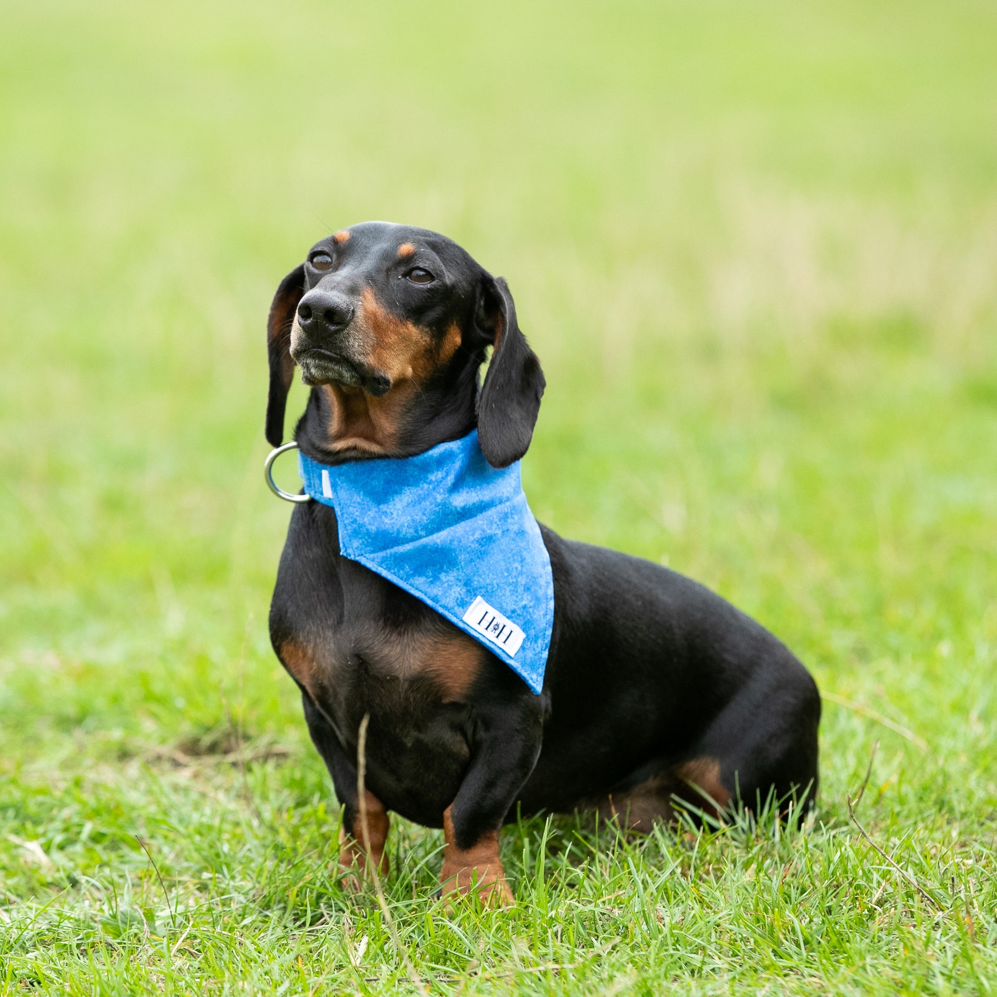 MINIATURE DACHSHUND WEARING A HETTY AND HUXLEY SMALL BLUE PET BANDANA