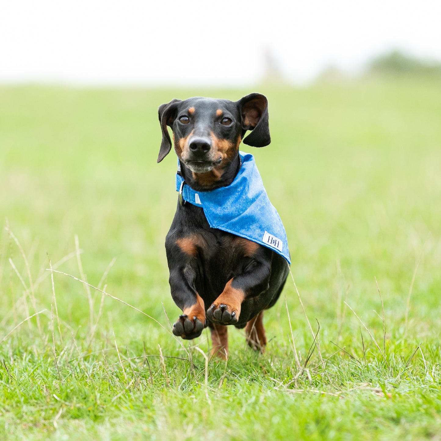 MINIATURE DACHSHUND WEARING A HETTY AND HUXLEY SMALL BLUE PET BANDANA