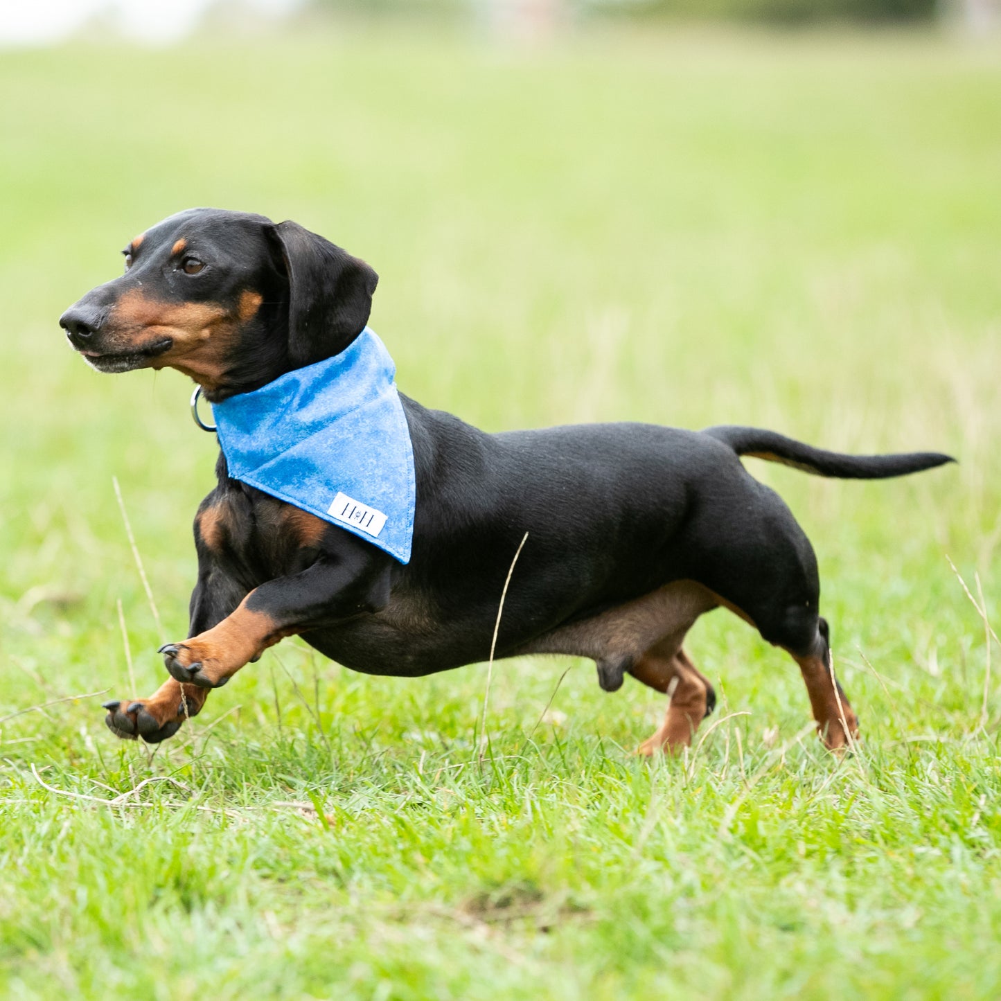 MINIATURE DACHSHUND WEARING A HETTY AND HUXLEY SMALL BLUE PET BANDANA