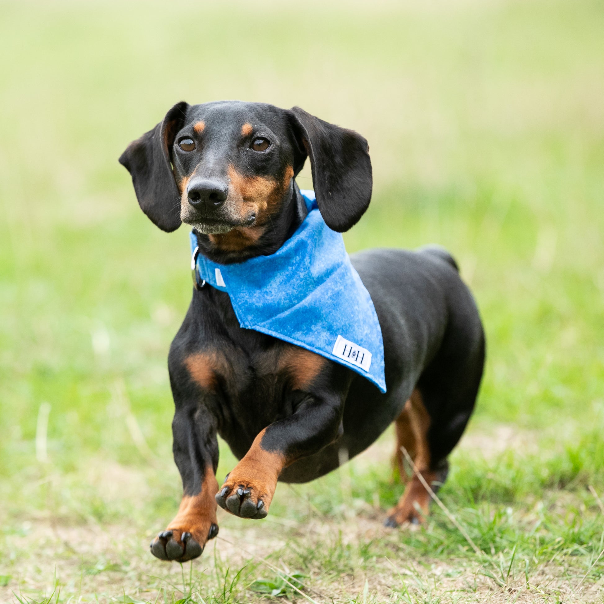 MINIATURE DACHSHUND WEARING A HETTY AND HUXLEY SMALL BLUE PET BANDANA