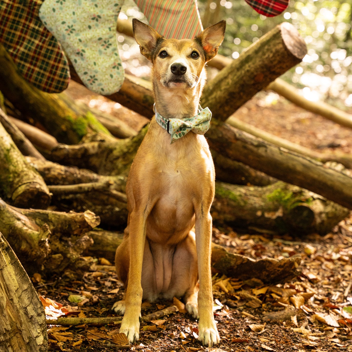 Christmas Holly Pet Bow / Bow Tie