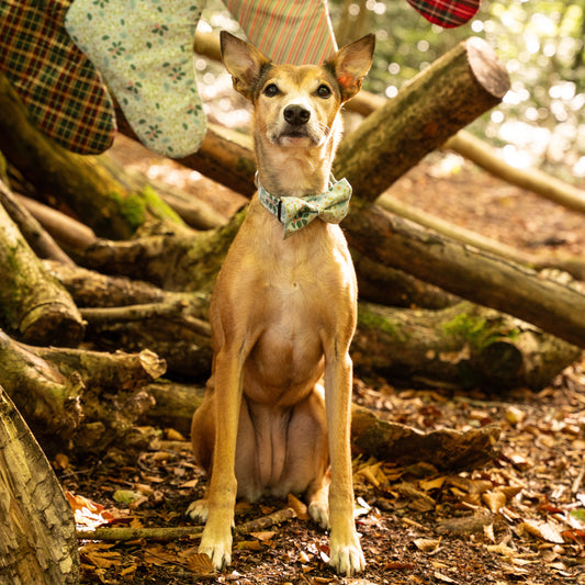 Christmas Holly Pet Bow / Bow Tie