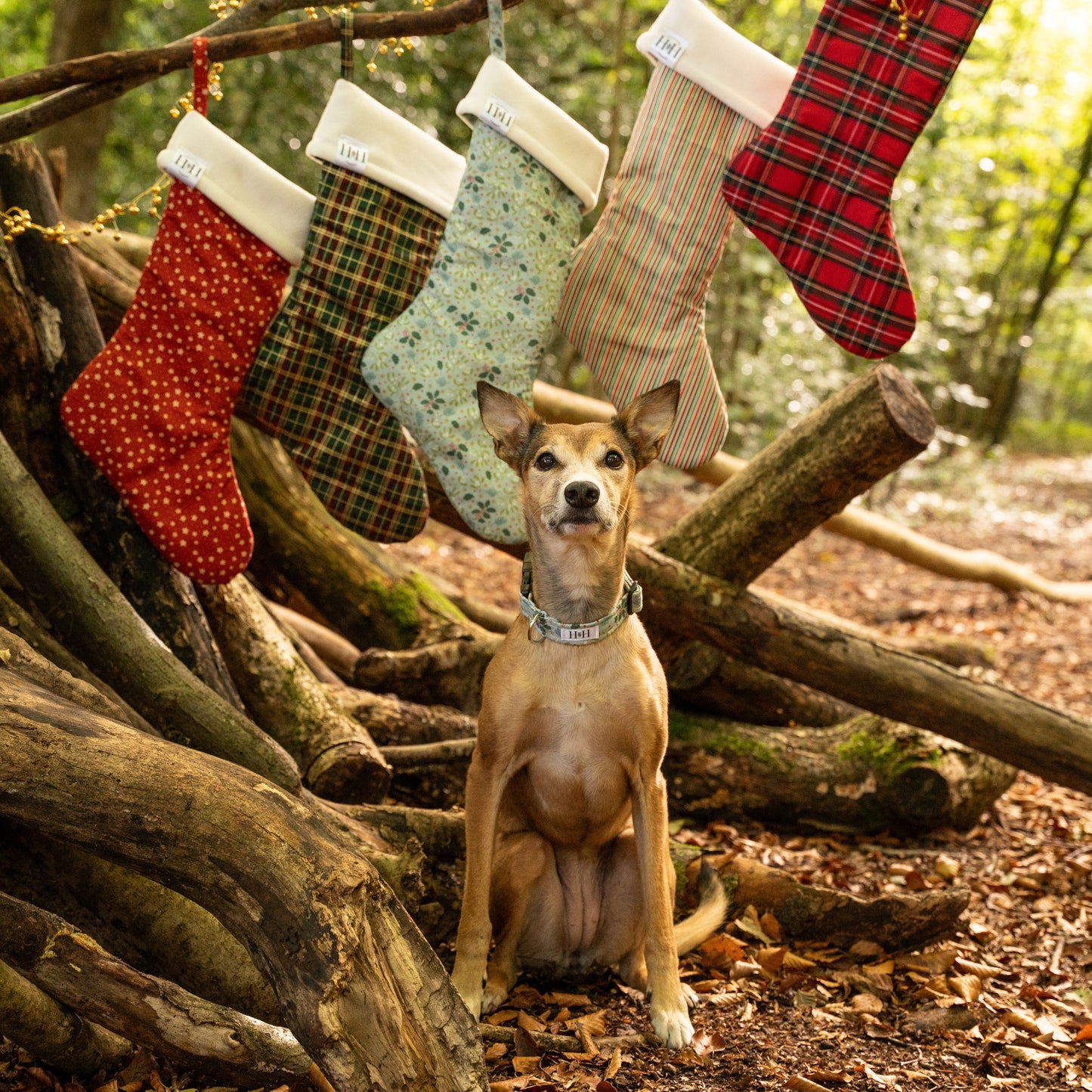 Christmas Holly Dog Collar