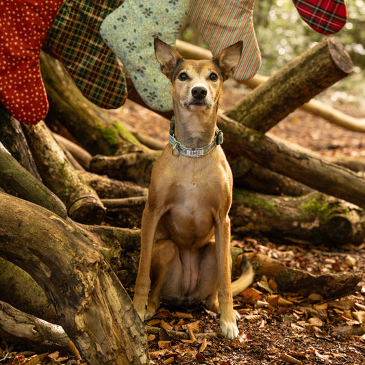 Christmas Holly Dog Collar