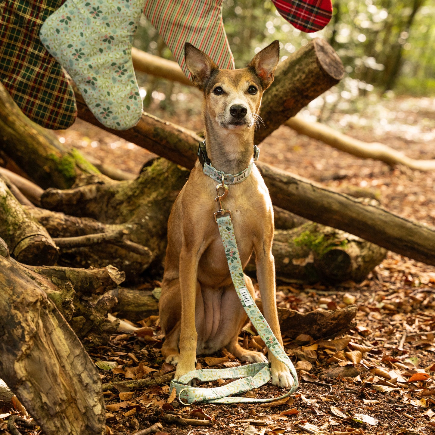 Christmas Holly Dog Lead / Leash