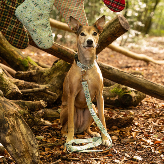 Christmas Holly Dog Lead / Leash