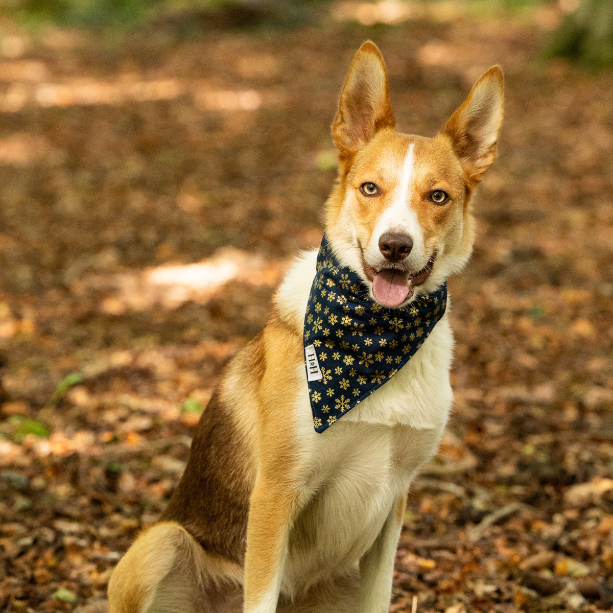 Christmas Navy Snowflakes Pet Bandana