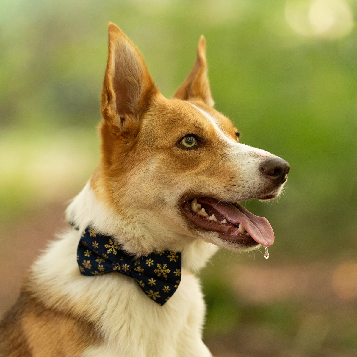 Christmas Navy Snowflakes Pet Bow / Bow Tie